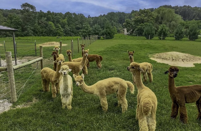 Patoka Lake Alpaca Farmstay
