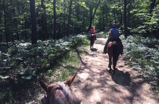 Conexiones para remolques de caballos de Pegasus Springs