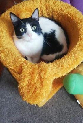 Posada de los gatos