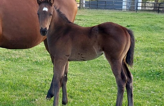 Prosper Stud Guest House