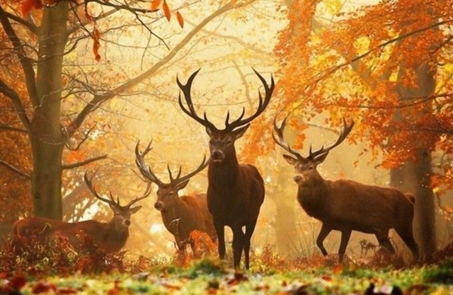 Nuevo piso privado ubicado entre Lieja, Aix, Maastricht, Spa, Francorchamps