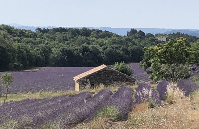 Quiet little cottage in the middle of lavender fields