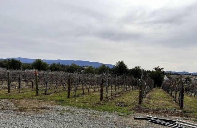 Quiet Vineyard /Pet friendly!