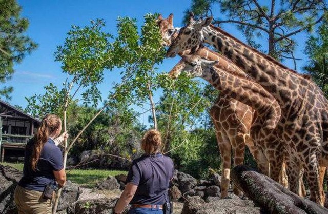 Rare Gem! 4 Comfy Units, Pool, Walk to Brevard Zoo