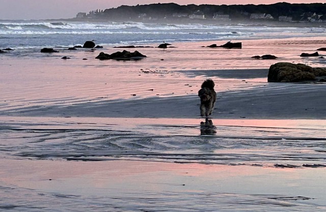 Longs Sands Beach Cottage con Bunkhouse recientemente renovado recientemente a pie de playa!