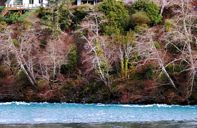 Retiro de secoya frente al río