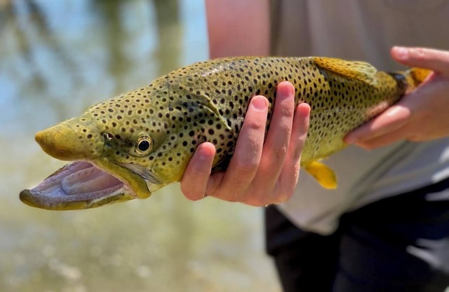 RIVERMIST ON THE WHITE RIVER IN GASSVILLE, AR