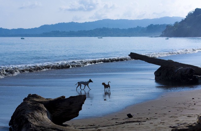 Room-private Family Bungalow