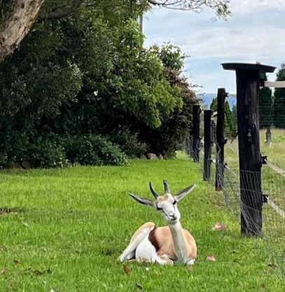 Sanctuary life guest farm