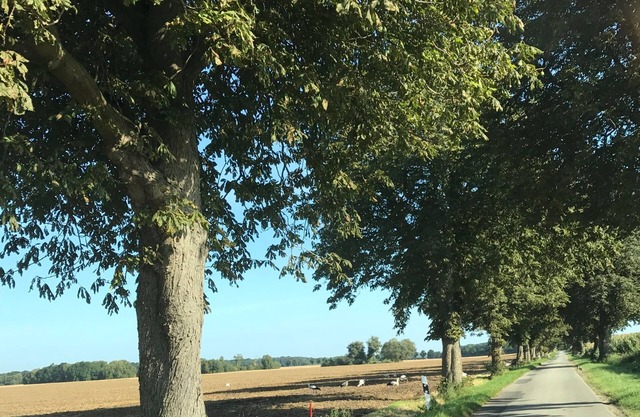 Schoene Ferienwohnung mit Terrasse in Boddin