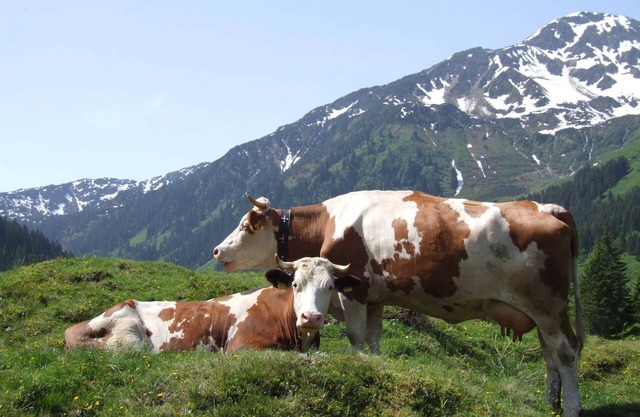 Habitación individual con desayuno - Hotel Schneeberger