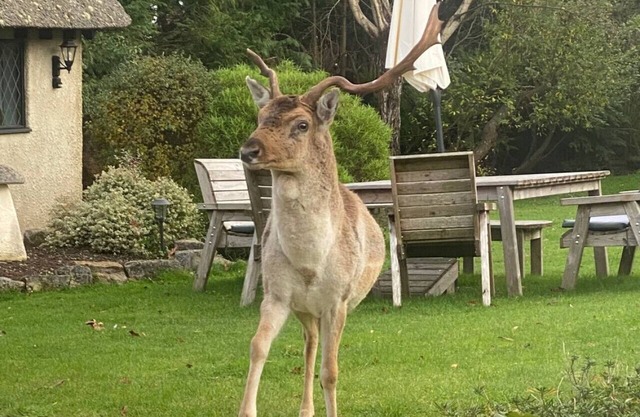 ‘Stag Cottage’ New Forest Romantic Hideaway