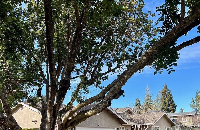 Summer Rental in Prime North Los Altos Location