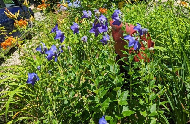 Sunlit home in Woods Hole Village