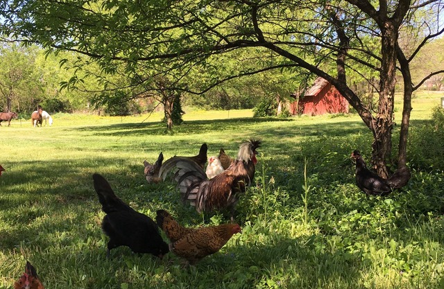 The Milk Barn - Retiro tranquilo cerca de Nashville y Franklin