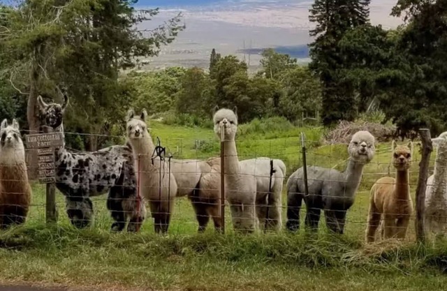 Upcountry Alpaca, Llama and Rabbit working farm