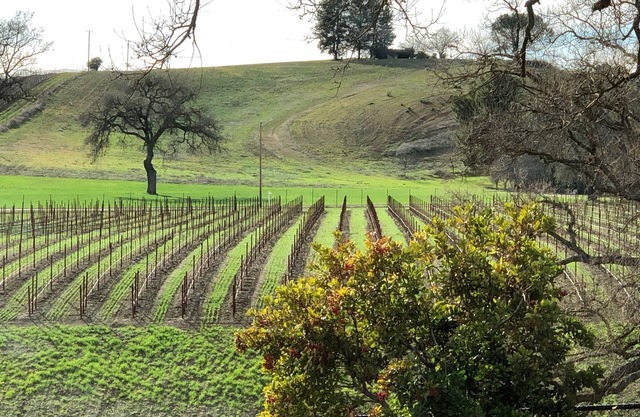 Vacaciones en el viñedo