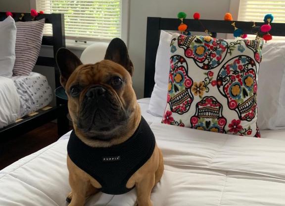 Vibing in the Heights/breweries/food/petfriendly