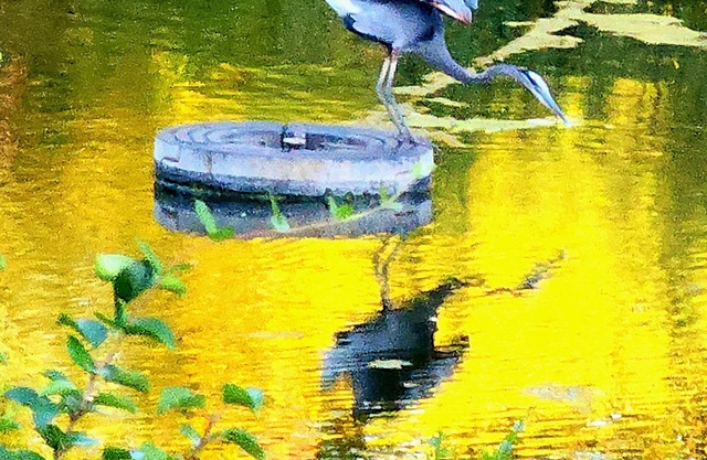Santuario de cisnes victoriano