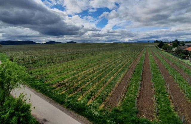 An oasis of calm for relaxation, sports or work right next to the vineyard