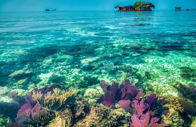 Isla de los pájaros - Placencia