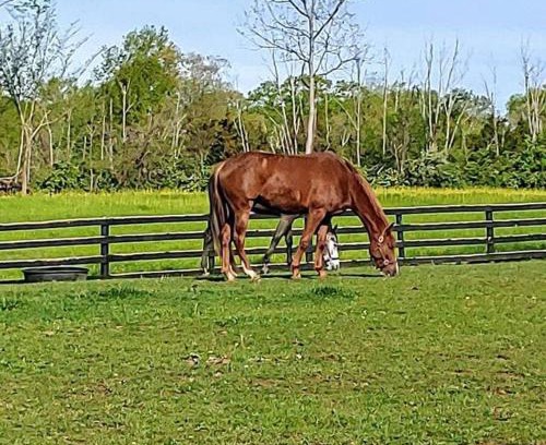Lebanon Apartamento | 102 Acre Pet Friendly Horse Farm! Bring your horse too!