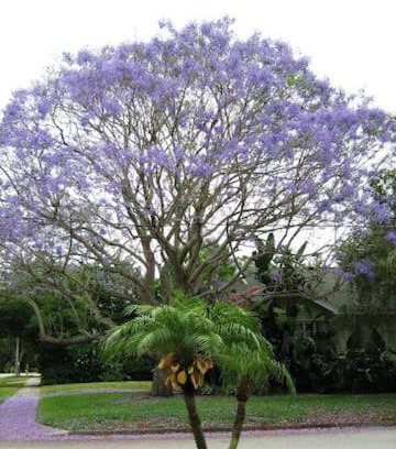 St. Petersburg - Clearwater Apartamento | 1620 - Short Term Available message Jo-An