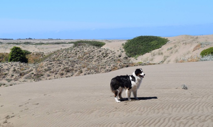 Fort Bragg Casa | Una pequeña gema oculta. All-Cedar, Dog Friendly Home, Jacuzzi y corto paseo a la playa