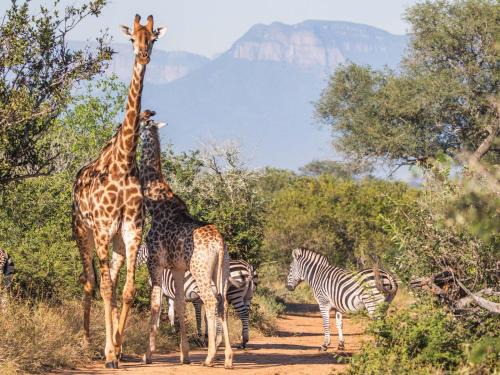 Hoedspruit Cabina | Afrikaya Bush Lodge