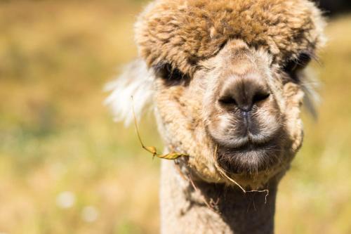 Upper Takaka Apartamento | Alpacas Off Grid - Eco Cabin