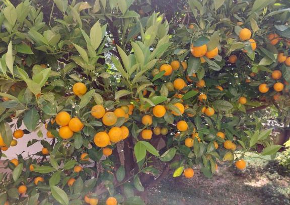 Kuljace Apartamento | Apartment