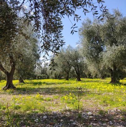 Montincello Apartamento | Appartamenti Anna Maria