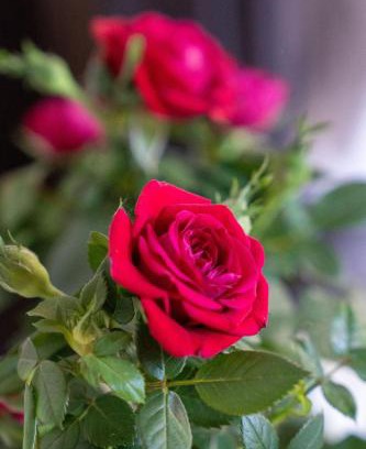 Santa Maria Capua Vetere Apartamento | Attic A31 apartament rooftop deluxe