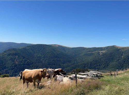 Munster Apartamento | Au petit Meuh'ster