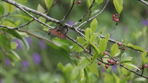 Bijagua Chalet De Esquí | Aves de Tierras Altas