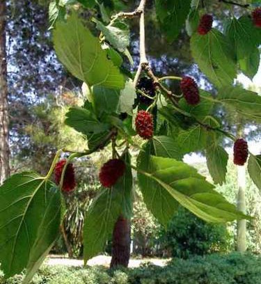 Palinuro Apartamento | B&B IL VECCHIO GELSO