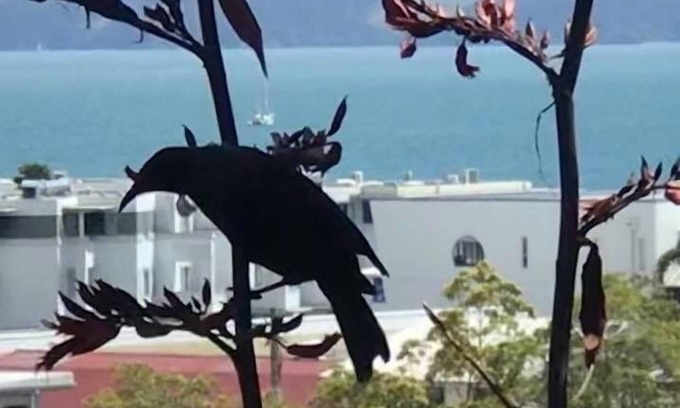 Paihia Hotel | Bay Cabinz Motel