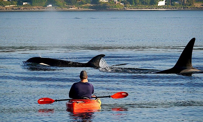 Bremerton Casa | Beach Home w/King & Queen bed + Wi-Fi see Whales/Eagles Minutes to Seattle Ferry