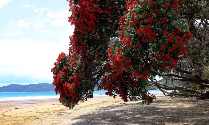 Coopers Beach Apartamento | 'SAILS' BEACHFRONT ~ COOPERS BEACH
