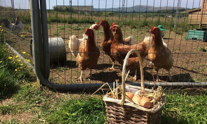 Stenalees Otro | Beautiful Mena Farm, Lanivet, Bodmin - 3 x Bedrooms, Cosy, Family & Dog-Friendly