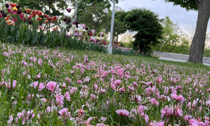 Niagara Falls Cama Y Desayuno | Bedham Hall Bed & Breakfast