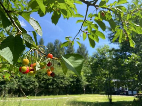 Five Oak Green Cabina | Bell Nook- Shepherd's hut with a spacious wood-fired hot tub