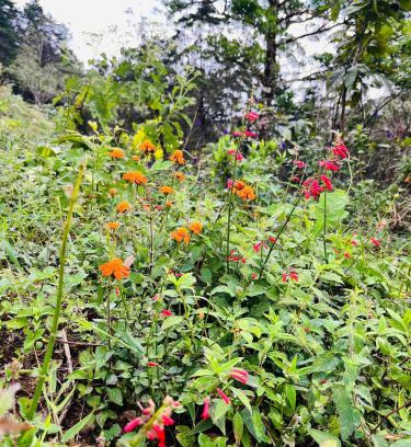 Garabito Apartamento | Bella vista Ceci B1