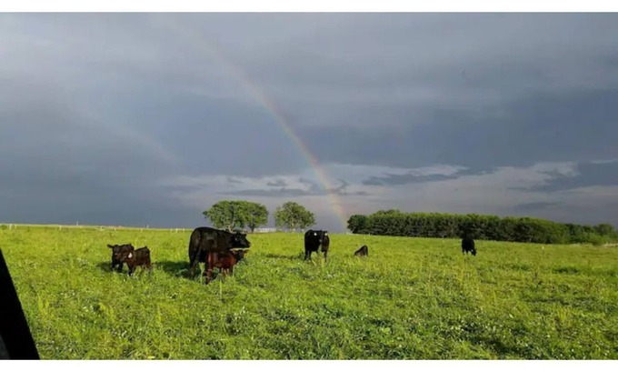 Spring Valley Otro | Big Barn Mow