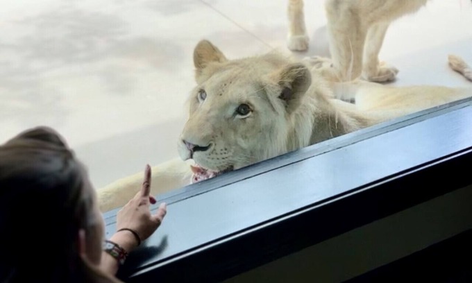 Town of Sullivan Casa | Big Cat Bungalows at The Haven - Lion 4
