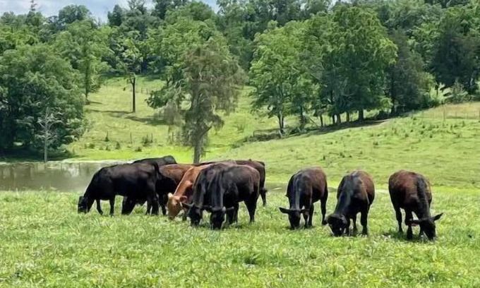 Lawrenceburg Cabina | Bourbon Trail Cabin on the Farm