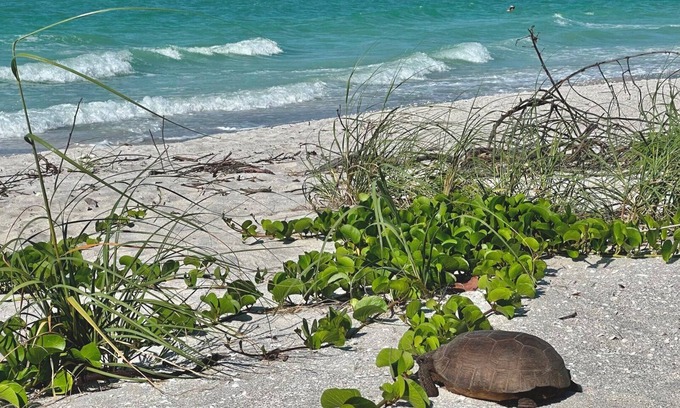 Del Sega Condominio | ¡Cancelación de marzo de 2020! Reserve ahora y disfrute de la vida frente al mar en este favorito de vacaciones en Sanibel-Captiva. Trae tu bote!
