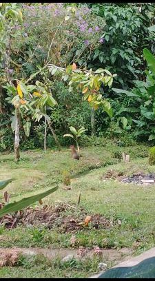 Mindo Casa | Casa de Mei