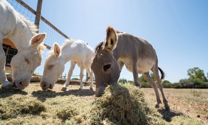 Quartucciu Casa | Cozy house in the countryside, near sea and nature, with farm animals!