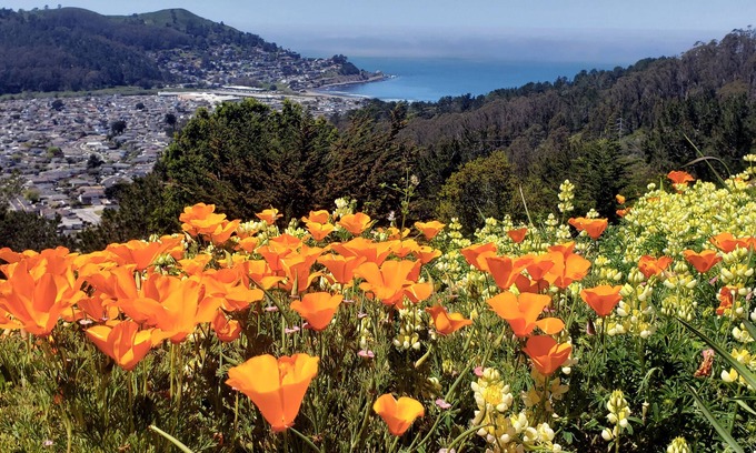 Linda Mar Apartamento | Cozy, modern 1-bedroom guest suite with backyard ocean view!